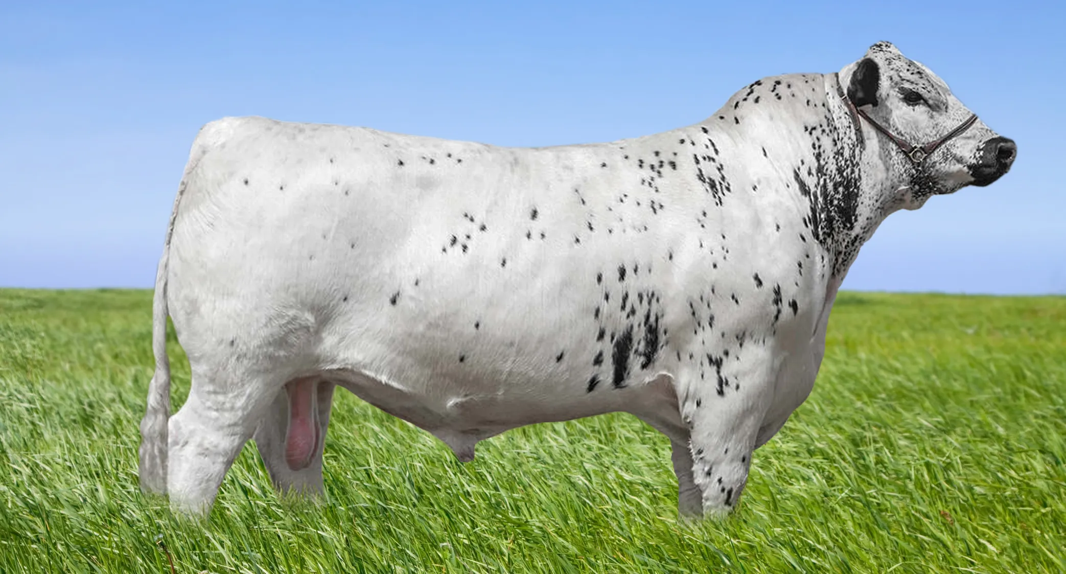 Wattle Grove Dust N Smoke P07Dust-N-Smoke-SpeckleParkBrasil