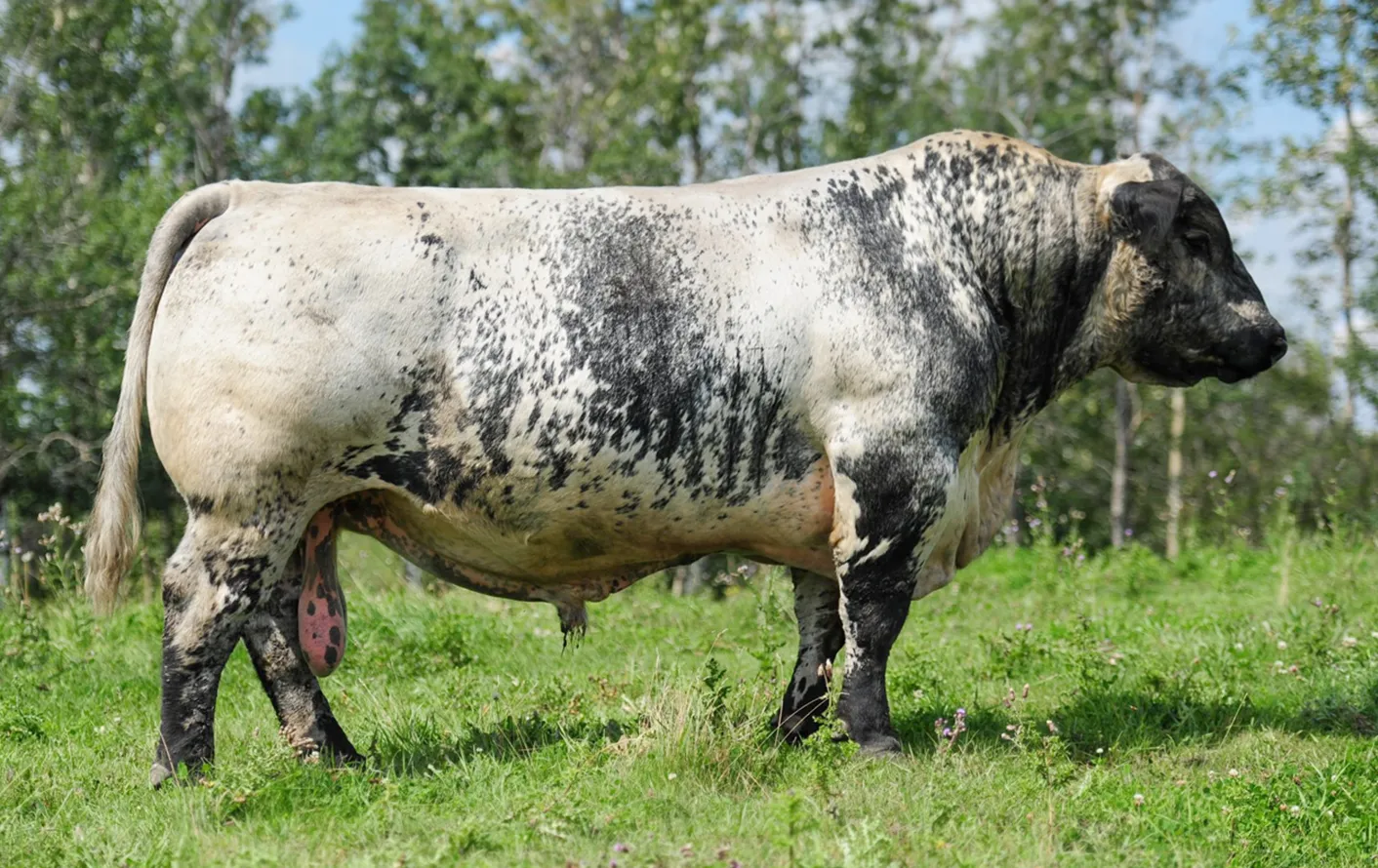 SKPBR Raca