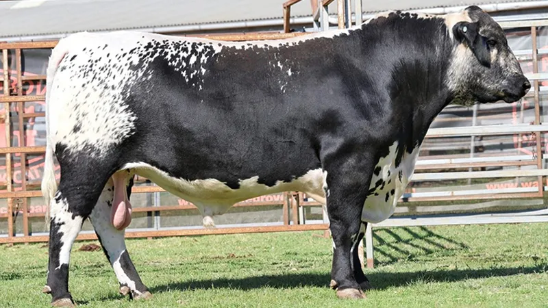 Speckle Park Brasil buys bull at auction in Australia